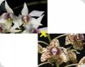 D. Aussies Sweetness x taipiniense